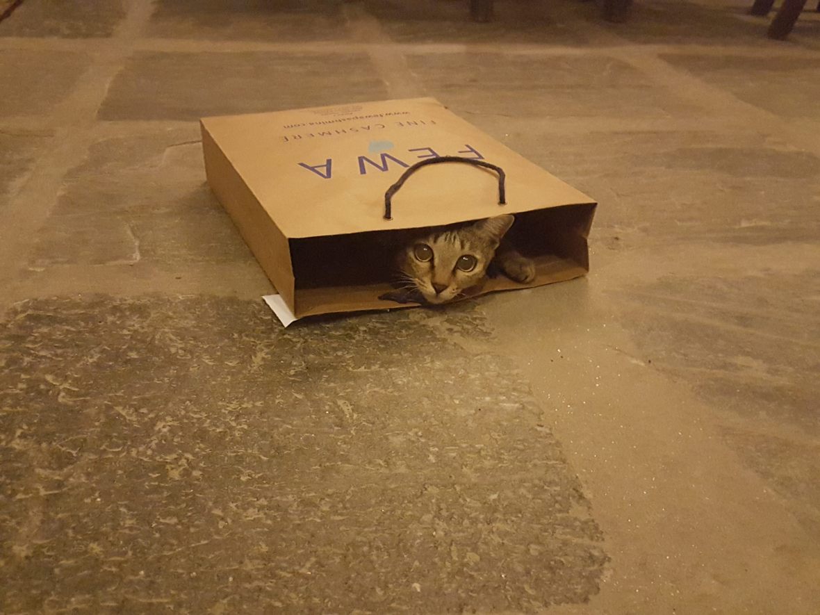 Rosy in a bag - the youngest cat member at Tings Kathmandu